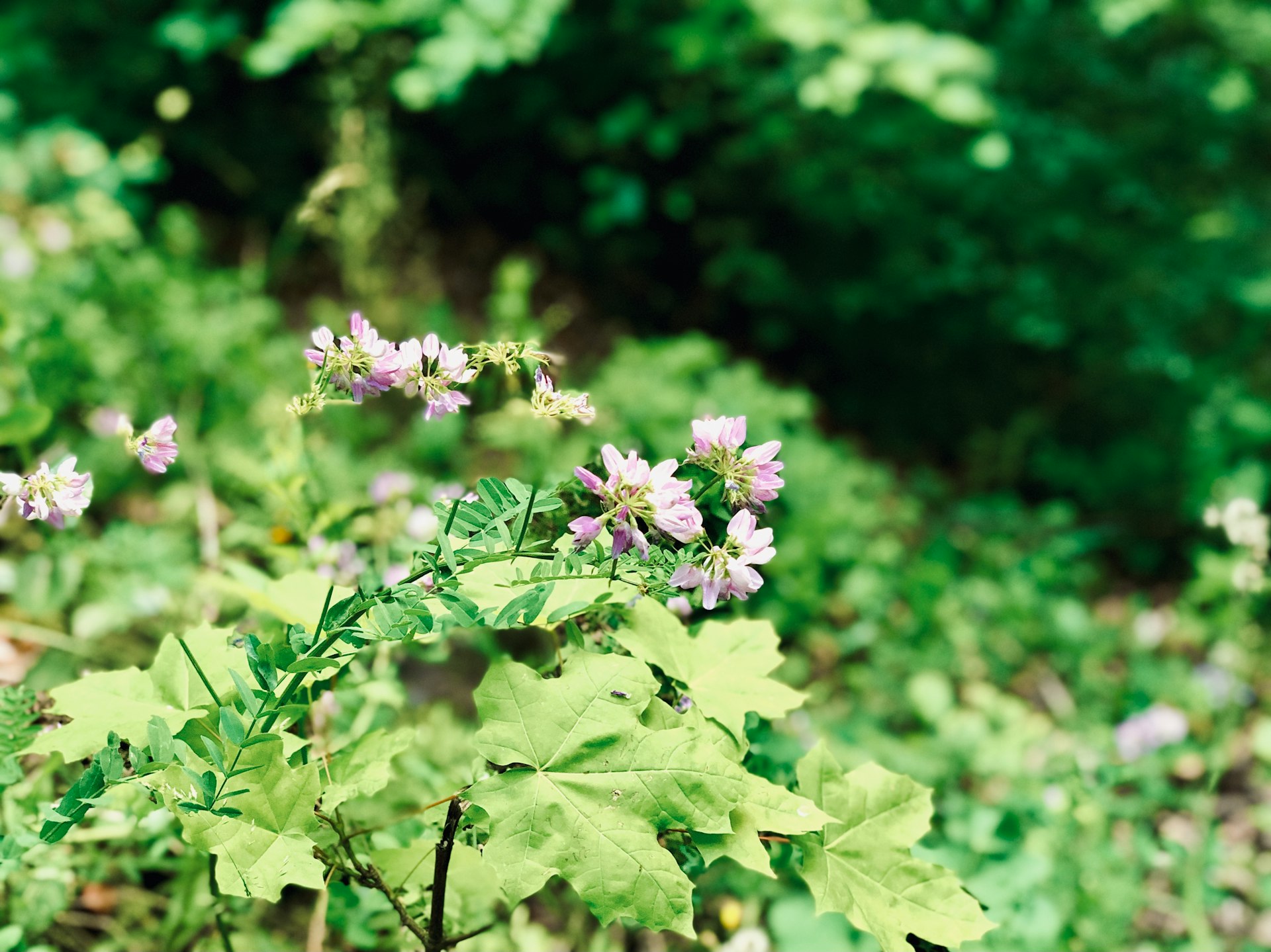 purple flower with green leaves